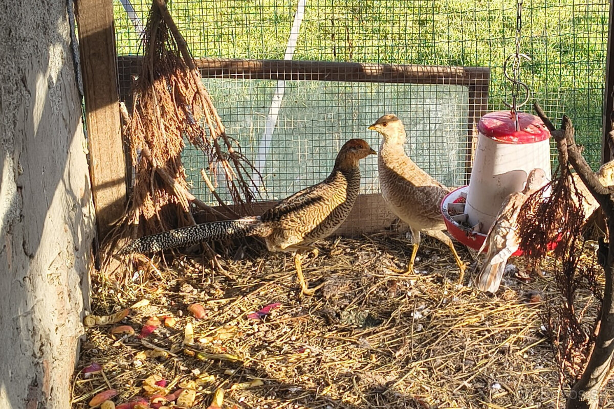 predám bažanty - 3