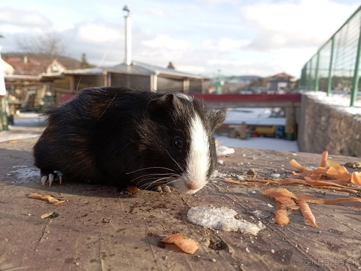 Morčatá - 3