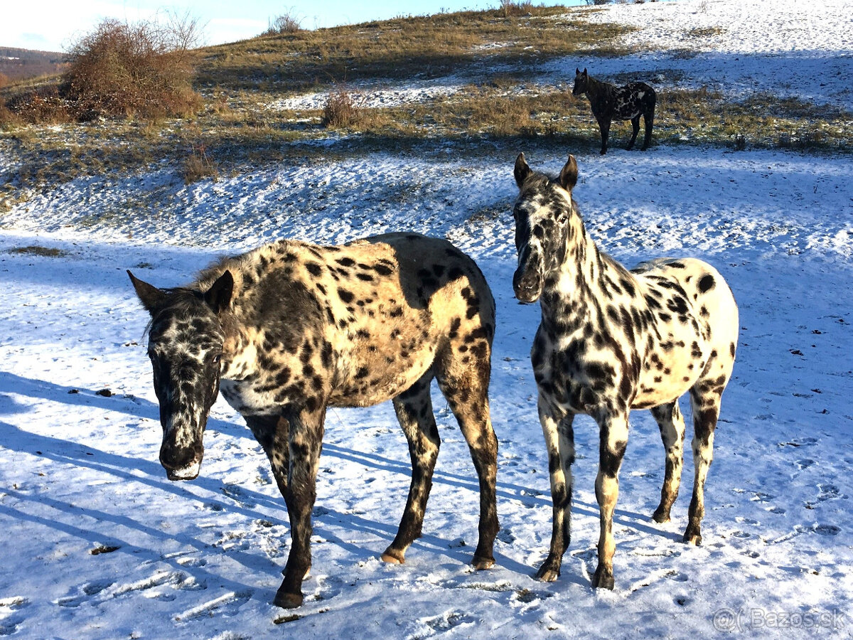 Appaloosa - 3