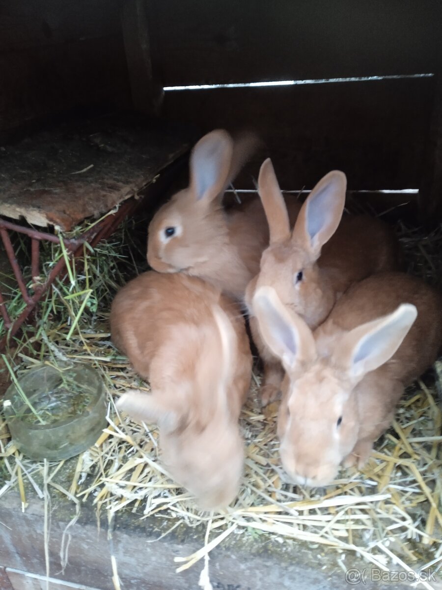 Burgunske Králiky - 3