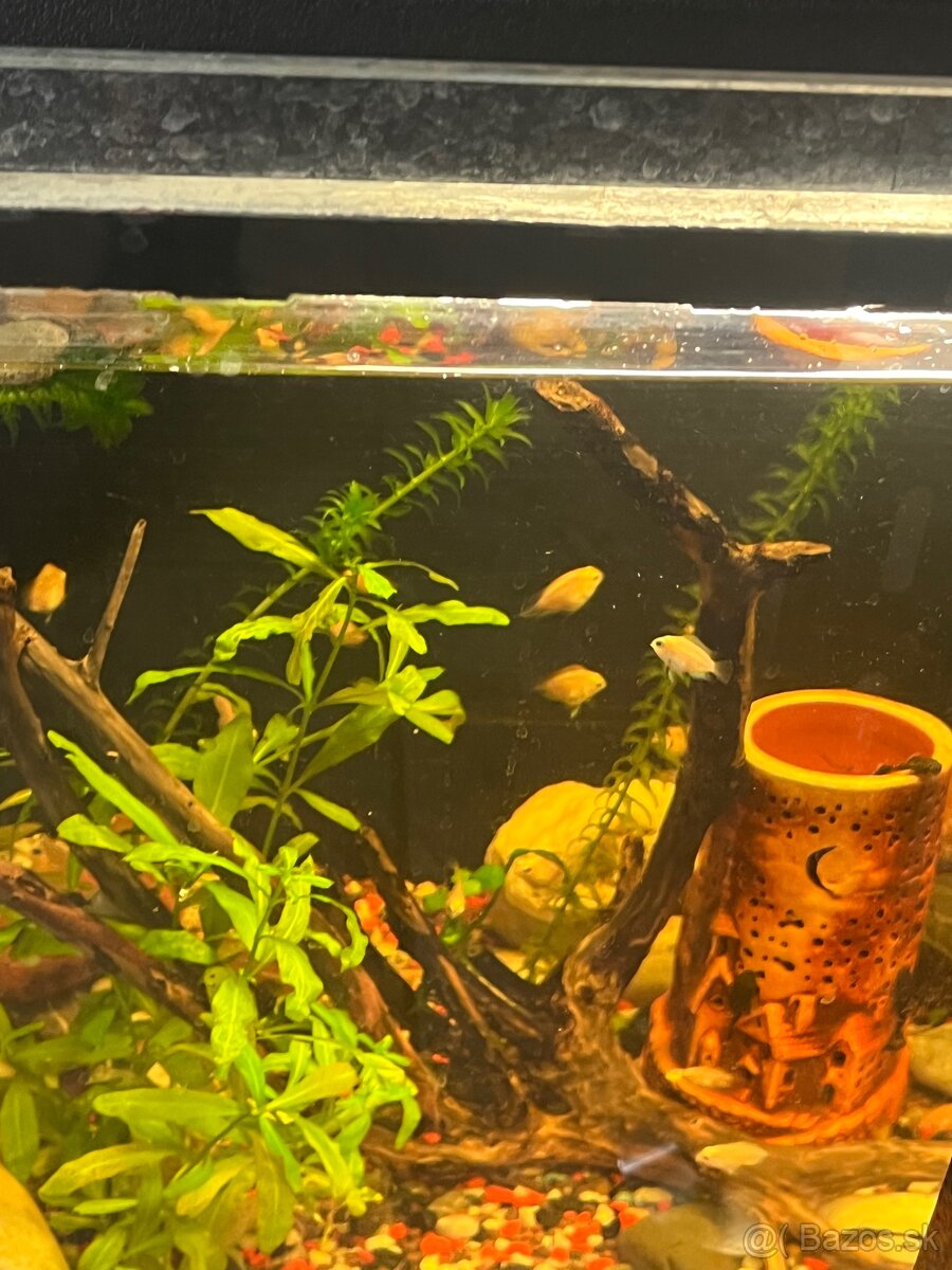 Predám mladé rybičky - 3