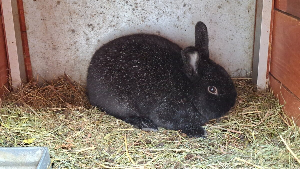 Strieborný čierny - králik - 3