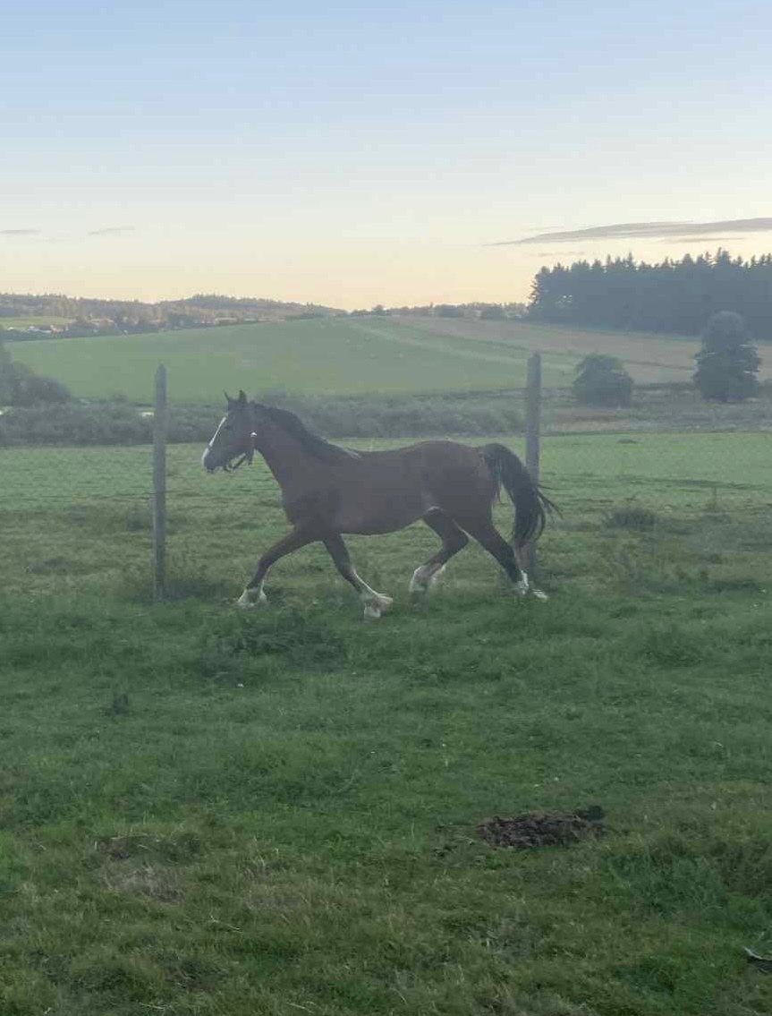 Brzy dvouletý valach Welsh Cob - 3