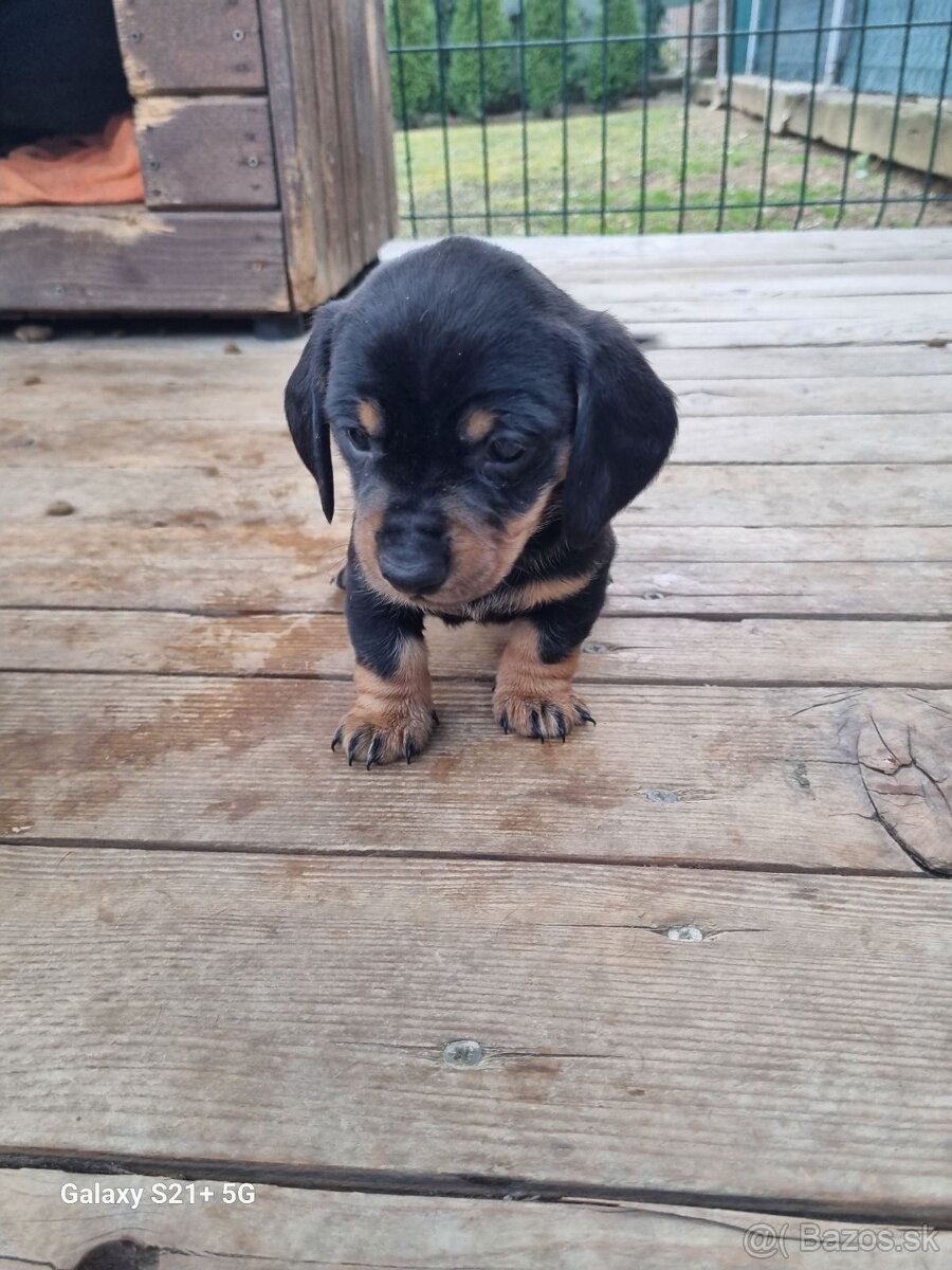 jazvecik trpaslici kratkosrsty - 3