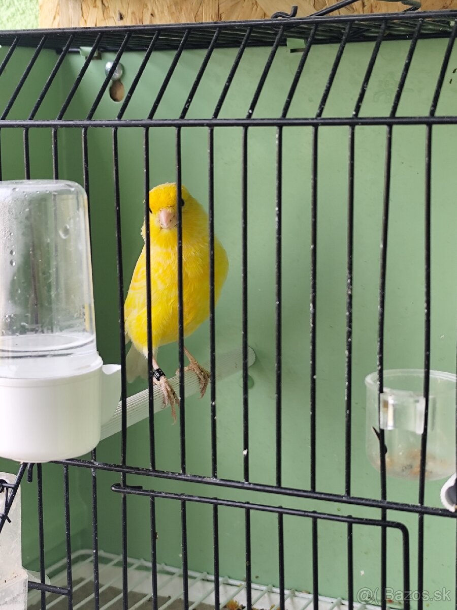 Predám kanárikov . - 3