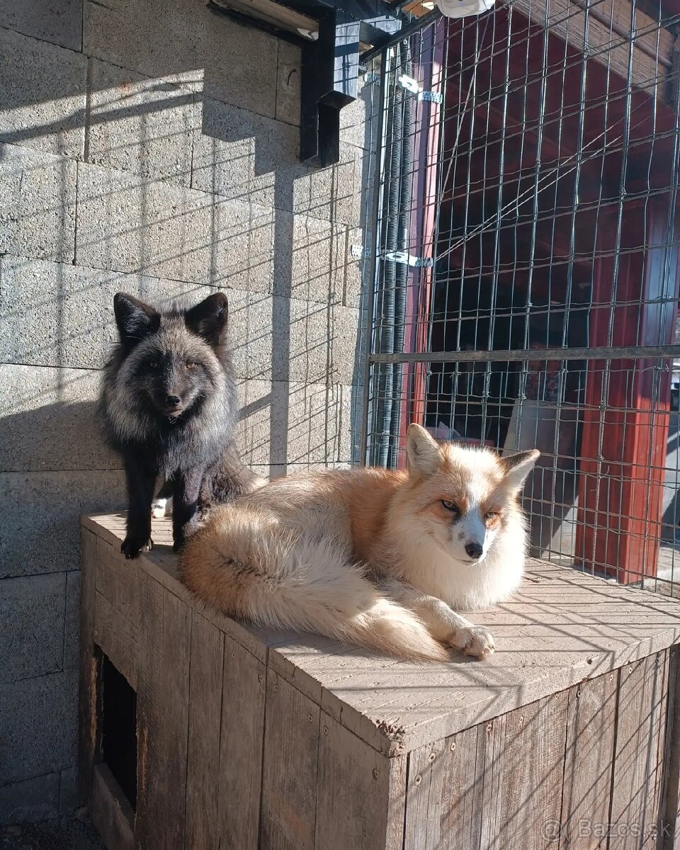 Líška (Vulpes vulpes) - 3