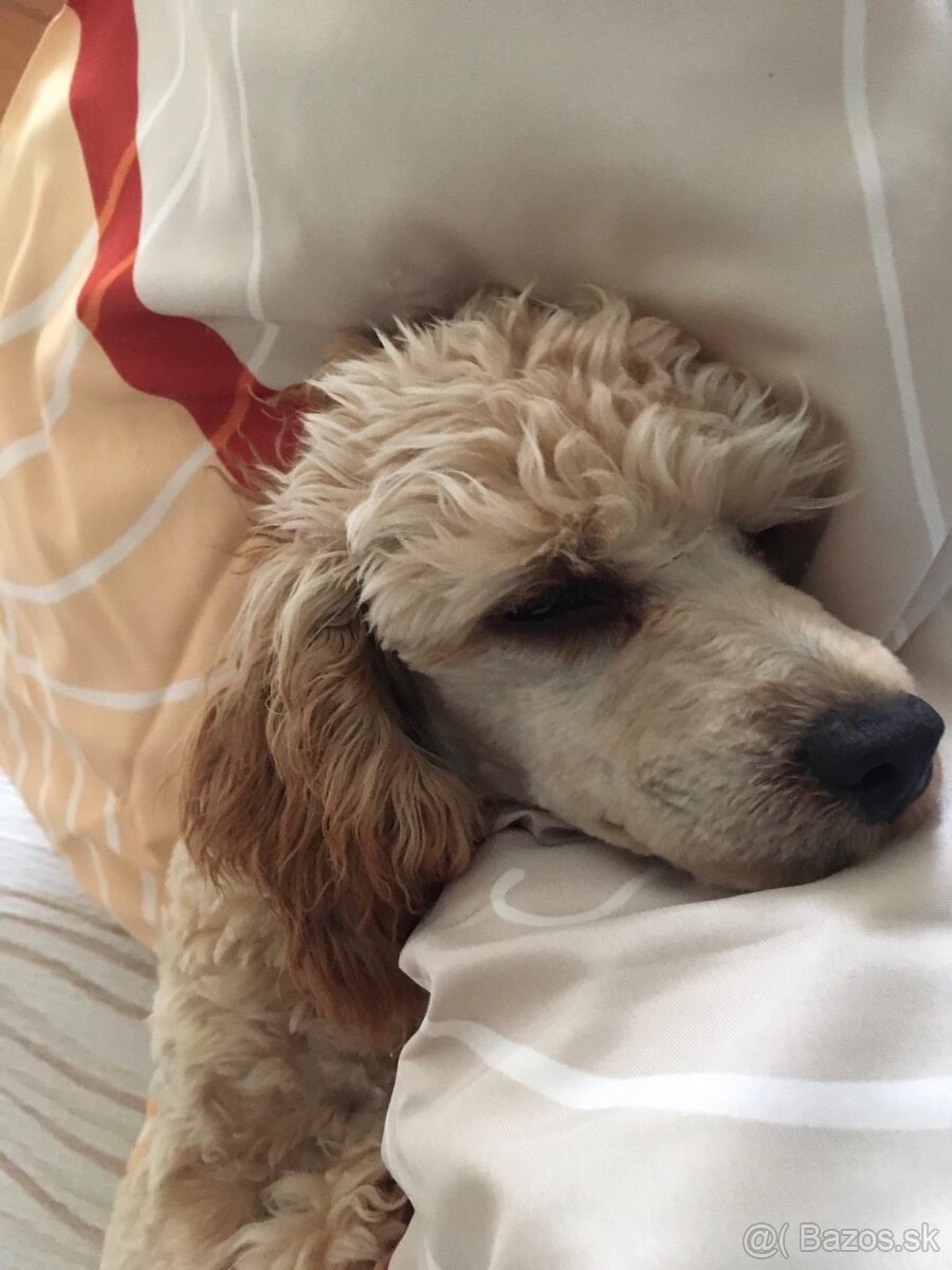 PONUKNITE PUDEL ŠTENIATKO APRICOT - 3