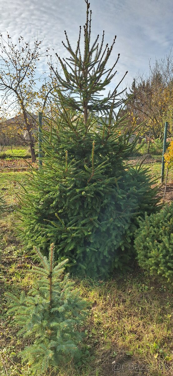 Živé smreky🎄 ako Vianočný stromček🎄 - 3