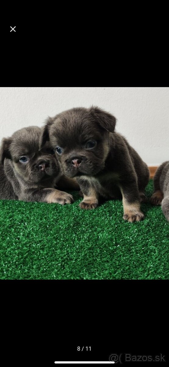 Francuzsky buldocek - 3