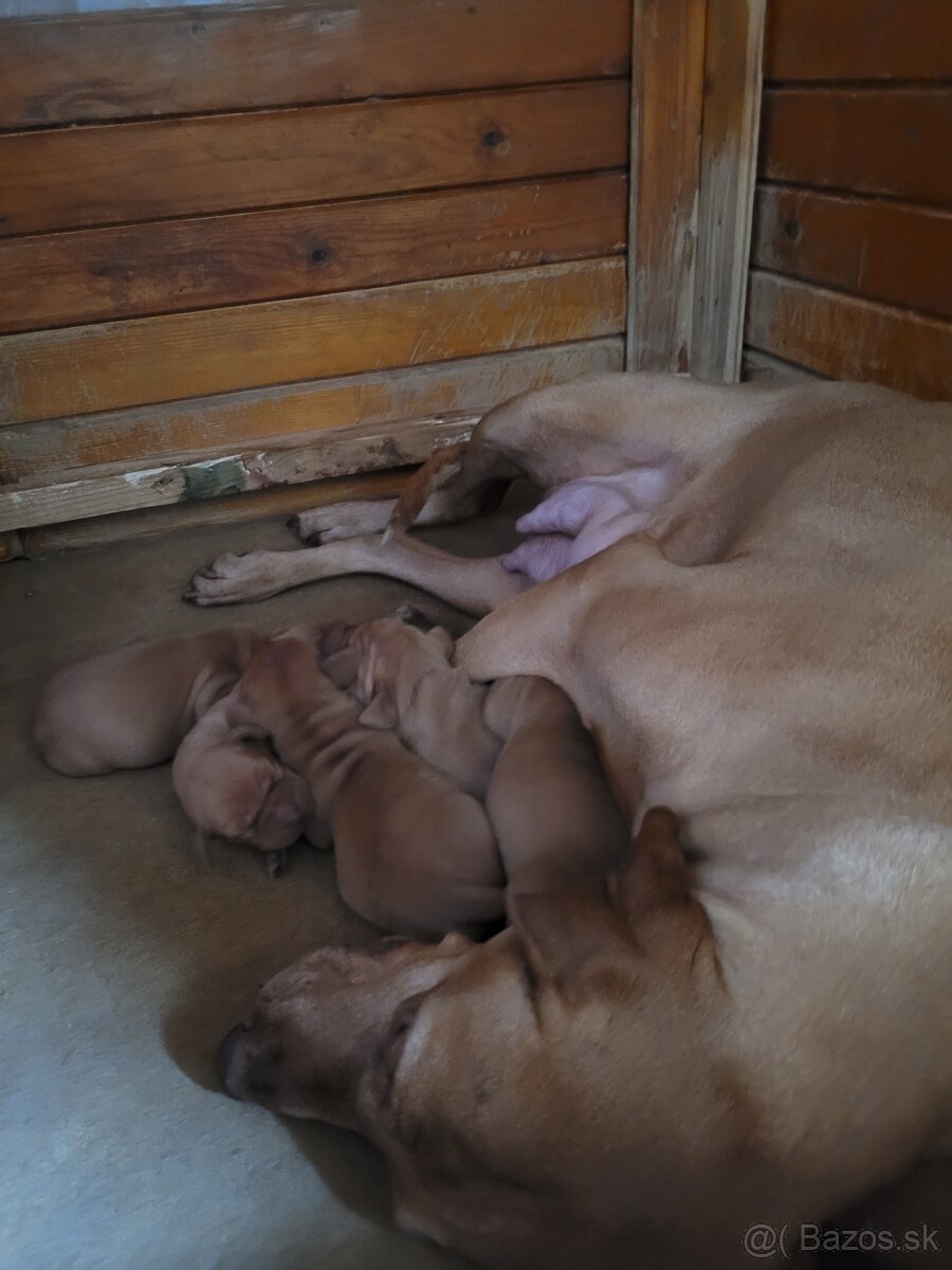 Madarska vyzla šteniatka s PP - 3