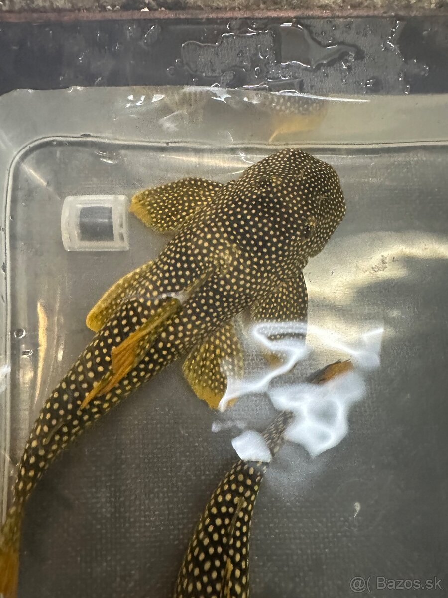 L014 - 3