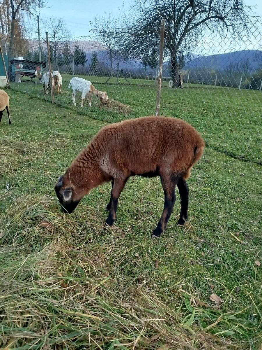 Kamerunsky baran - 3