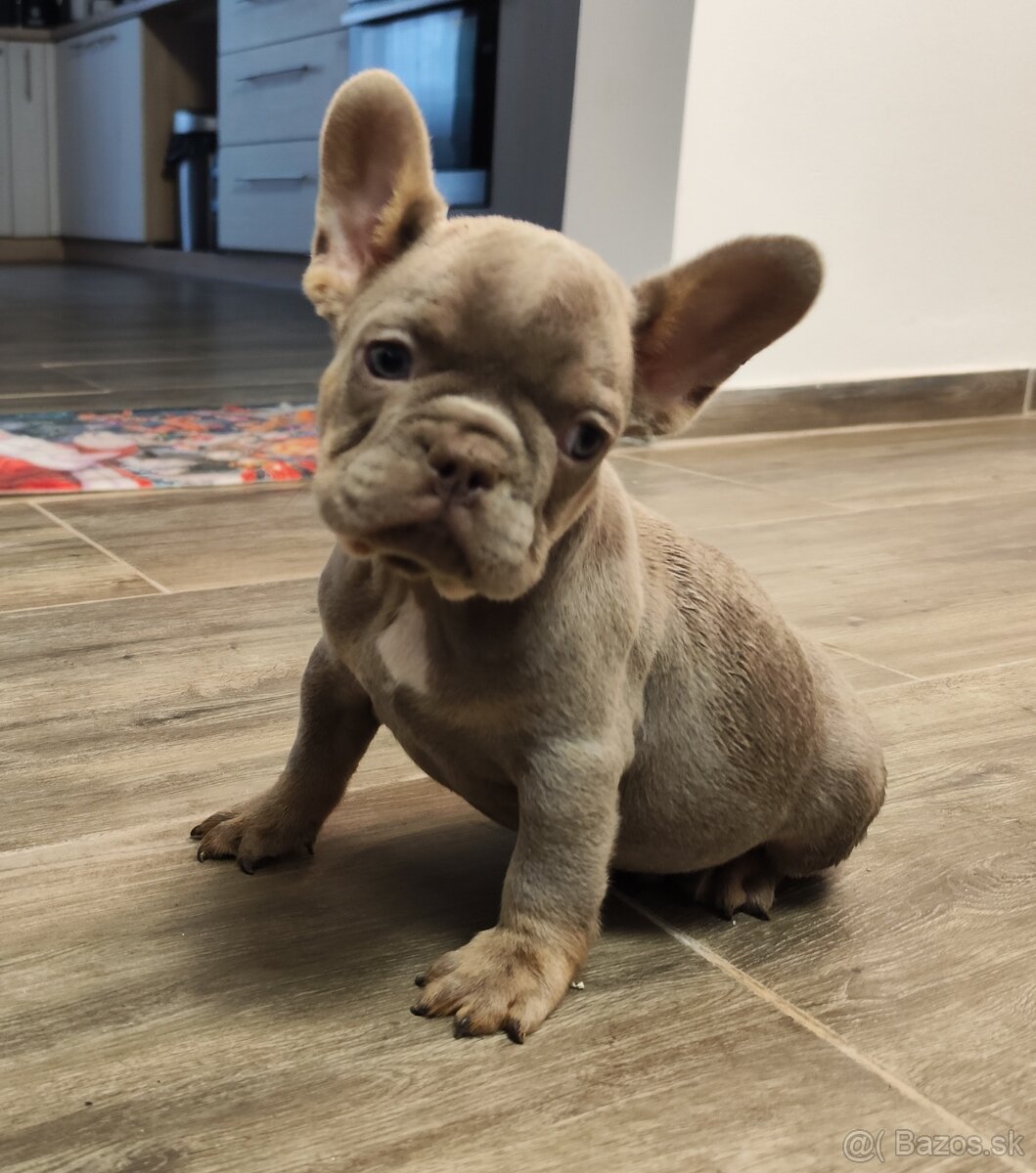 Francuzsky buldocek - 3