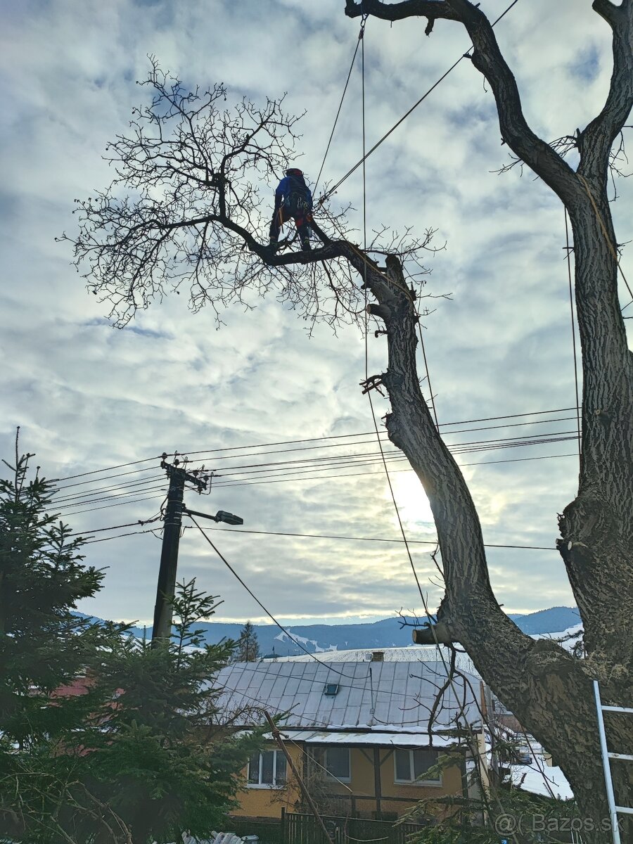 Rizikové orezávanie a výruby stromov, Arboristika - 3
