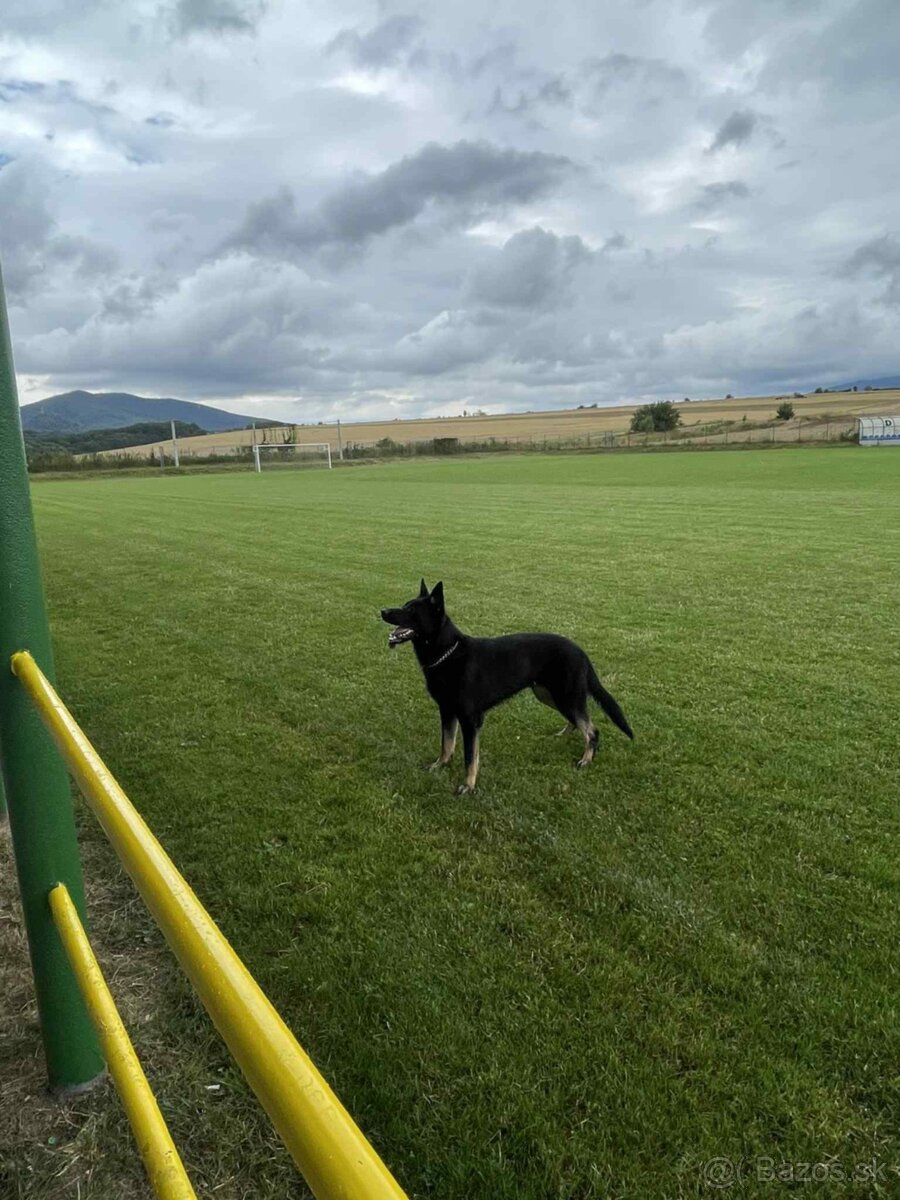 Nemecký ovčiak - 3