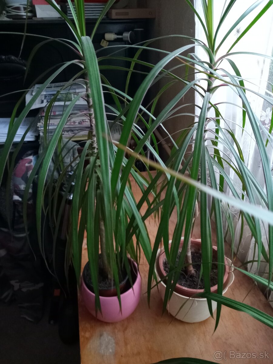 Dracena - 3