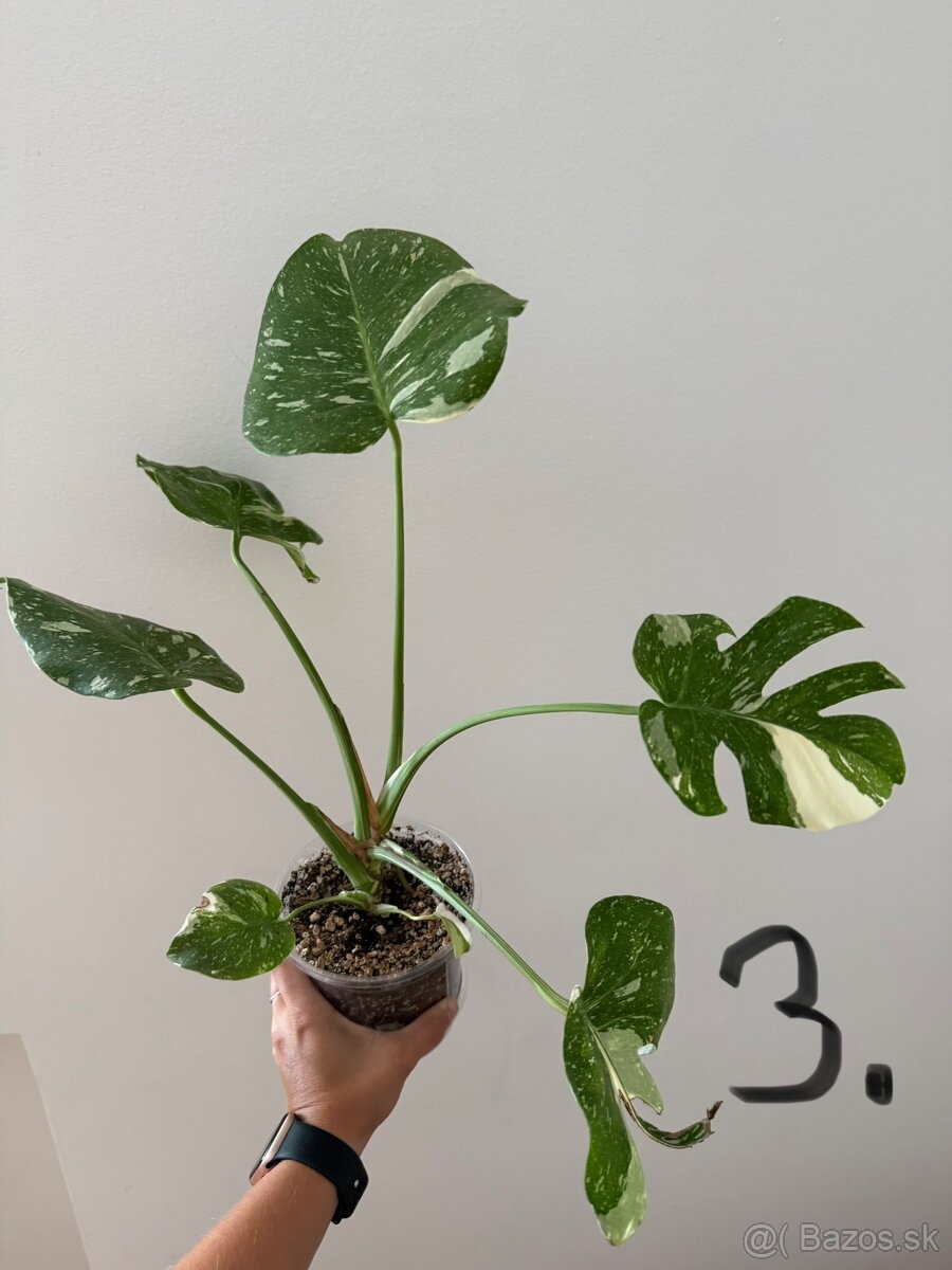 Monstera Deliciosa Thai Constellation - 3