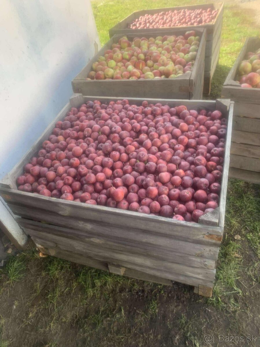 Predám jablká na kvas - 3