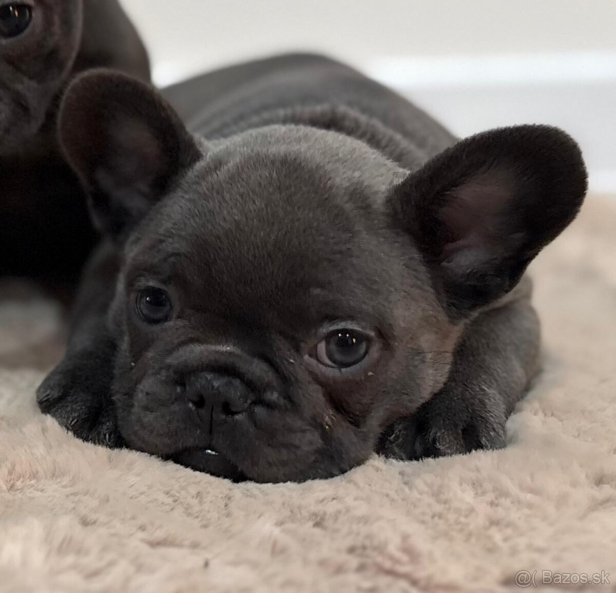 Francúzsky buldoček, buldog - 3