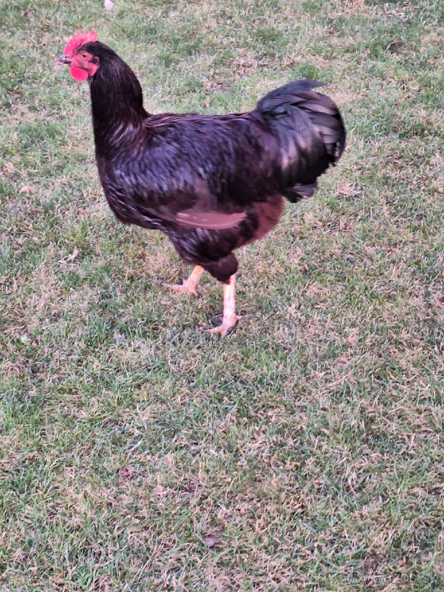 Kohut rodajlenky. - 3