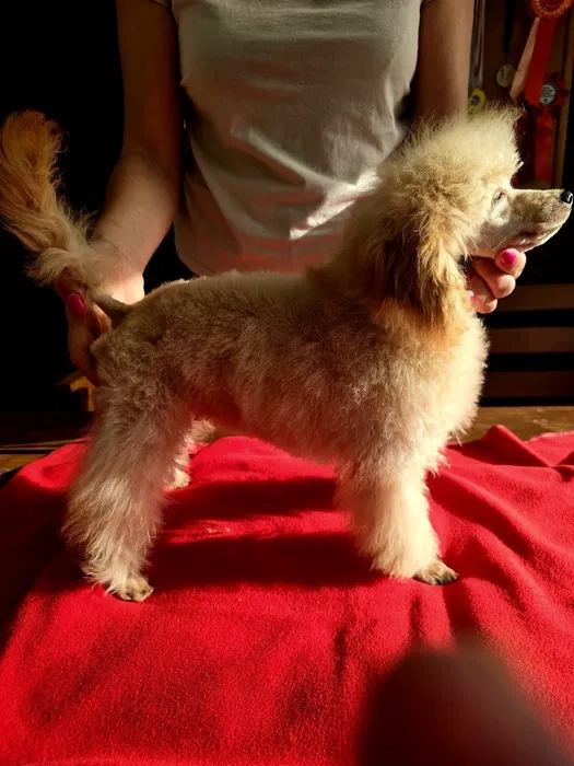 Predám psika toy pudel s pp fci - 3