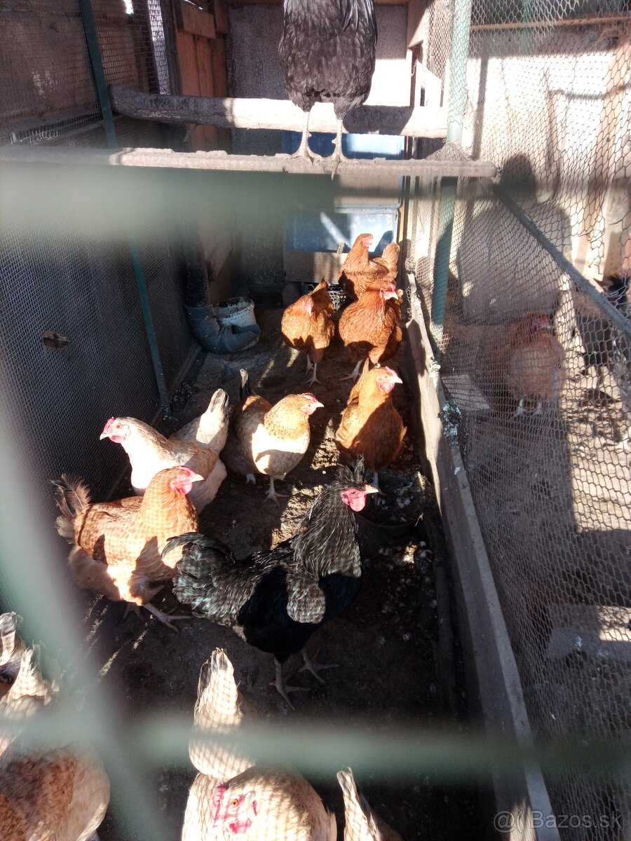 Kosovský kokrháč - 3