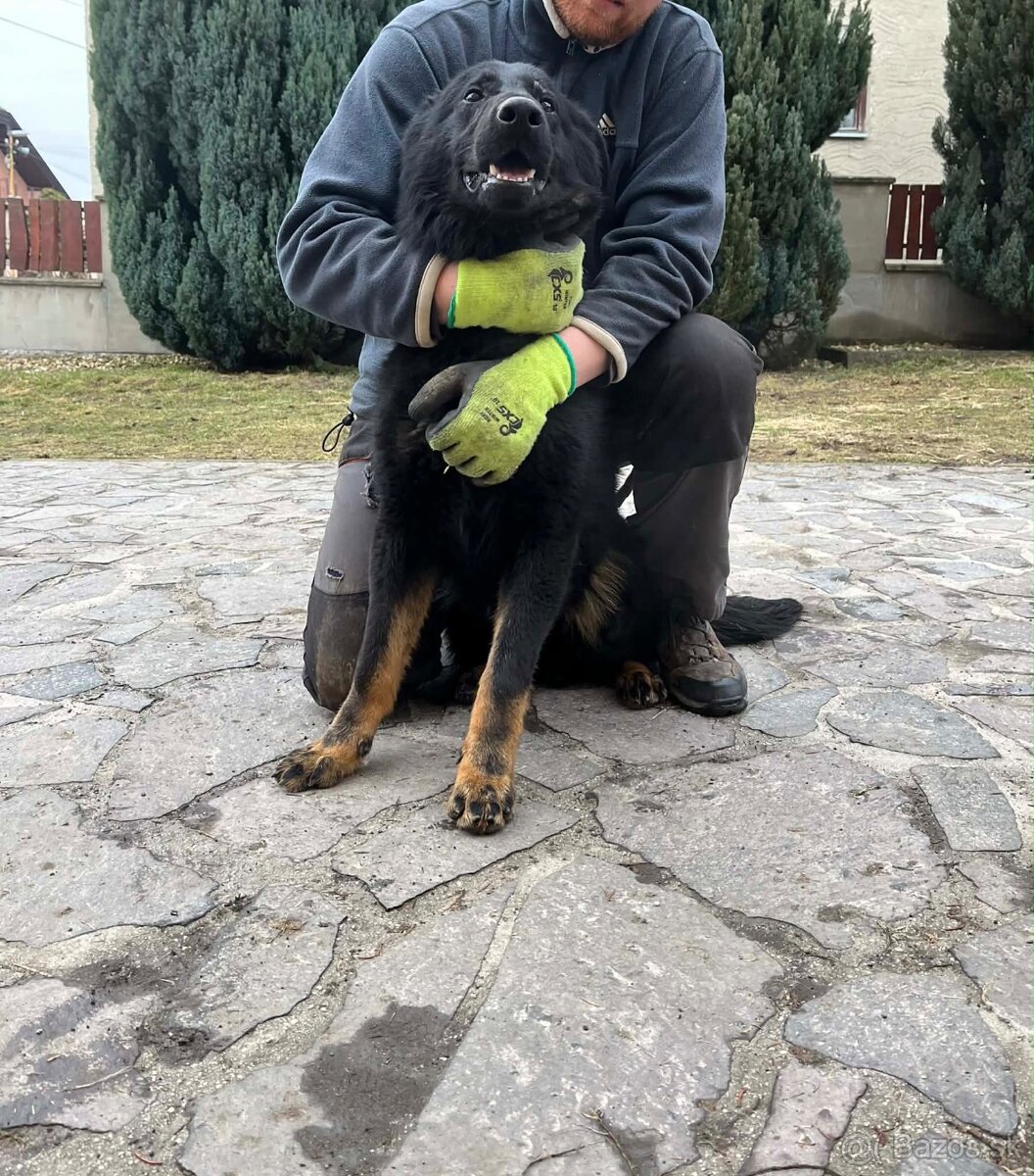 Nemecký ovčiak - 3