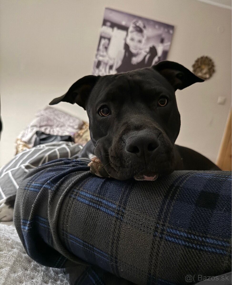 Stafordširsky terier - 3