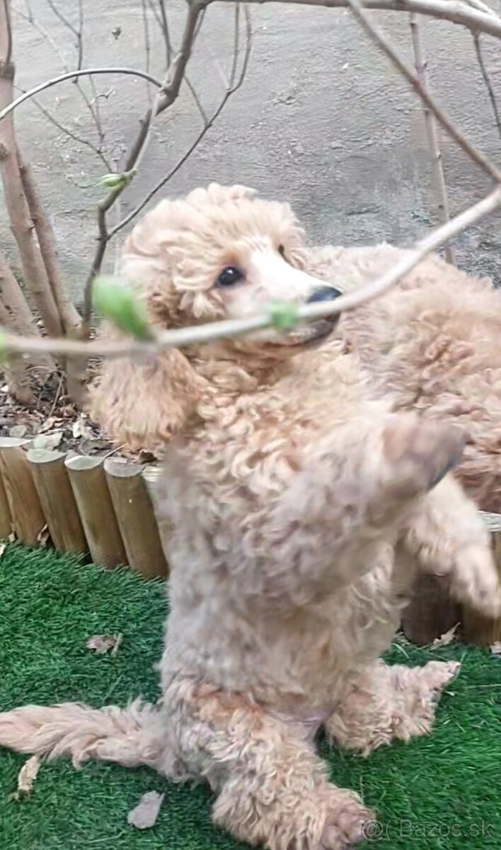 Pudel ( pudlik ) s PP - 3