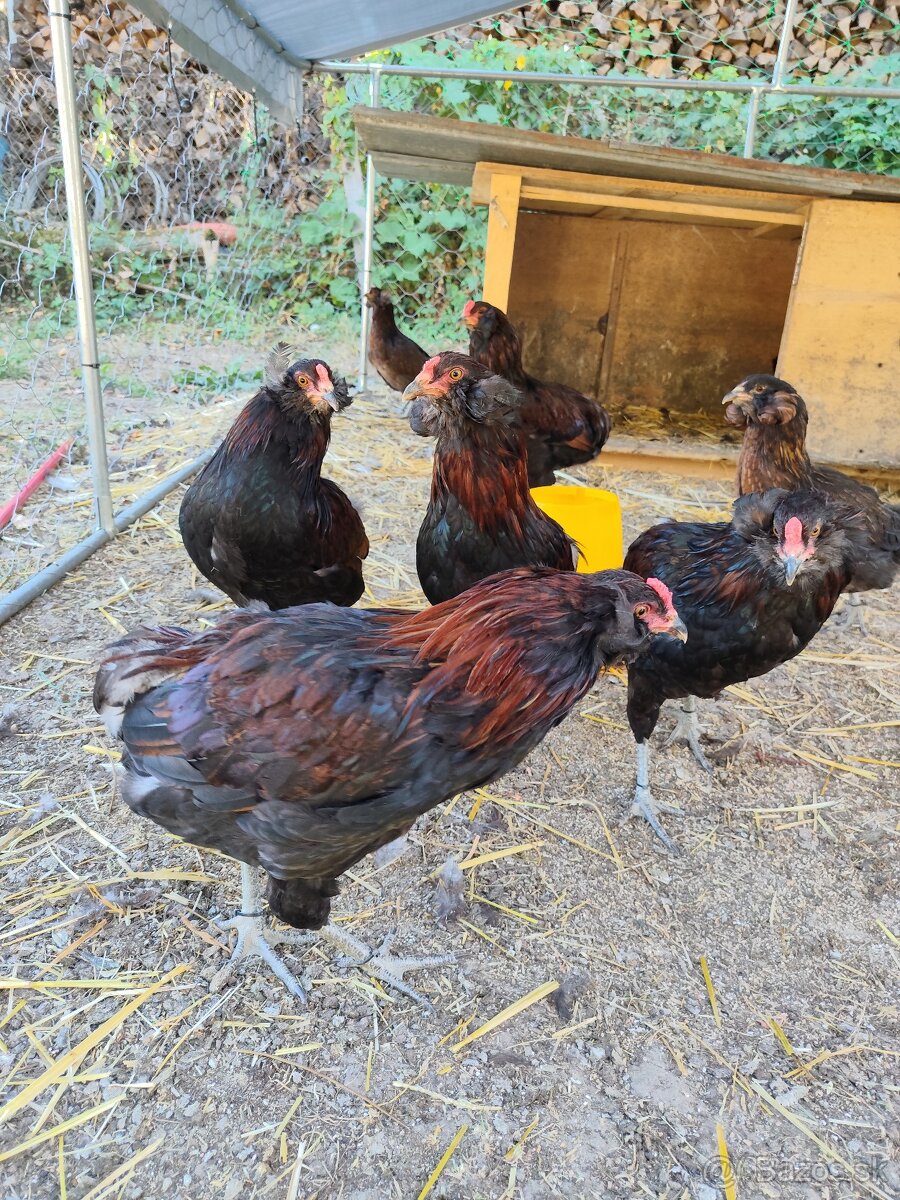 Araucana divoko sfarbená - 3