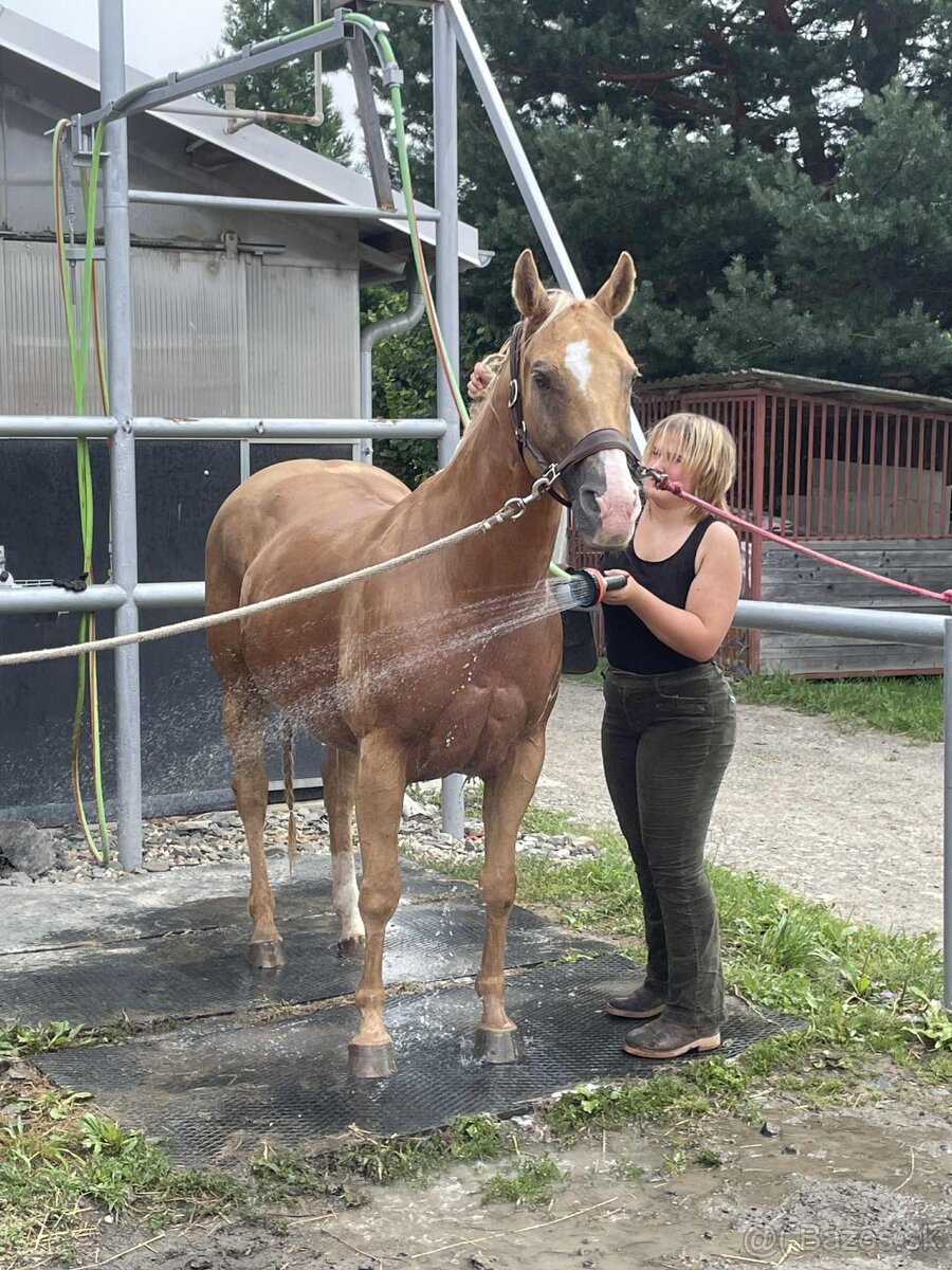 Krásná klisna QH - 3