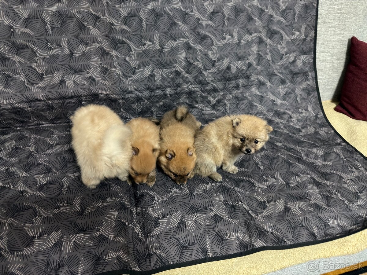 Roztomilé šteniatka nemeckého špica na predaj - 3