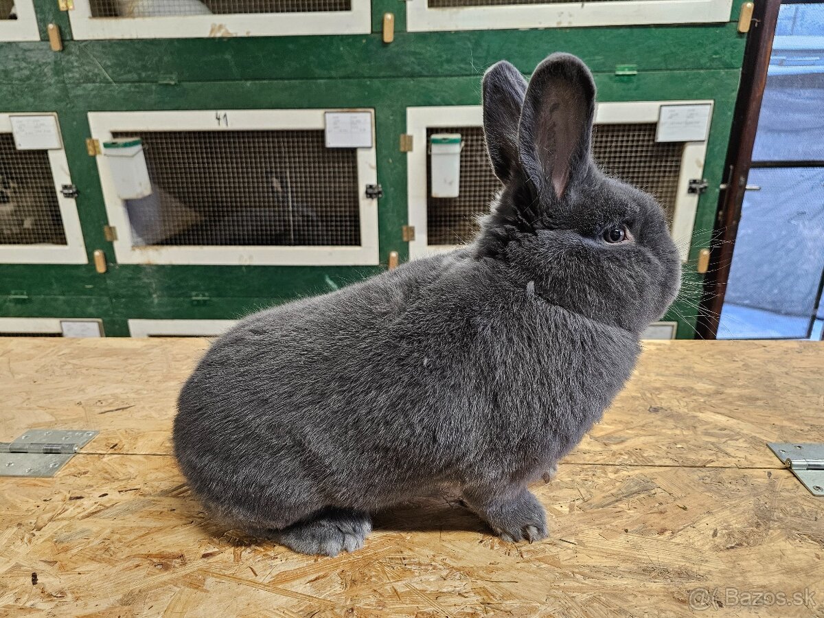 Predám týchto samcov - 3