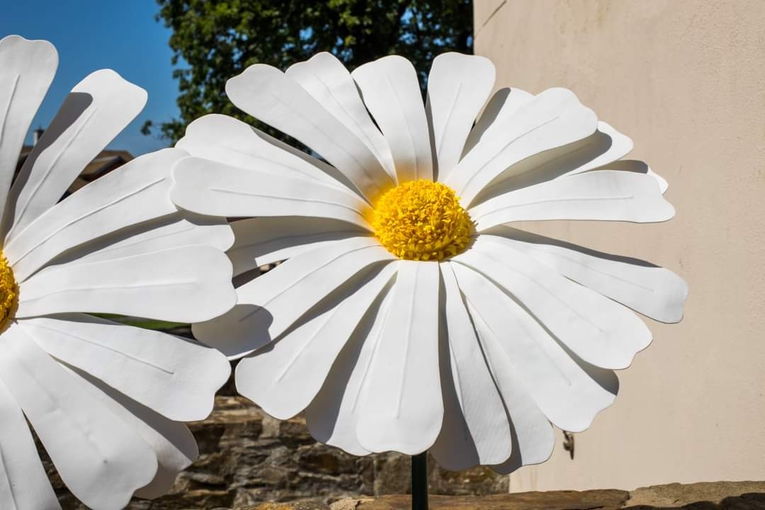 160cm margarétky - 3