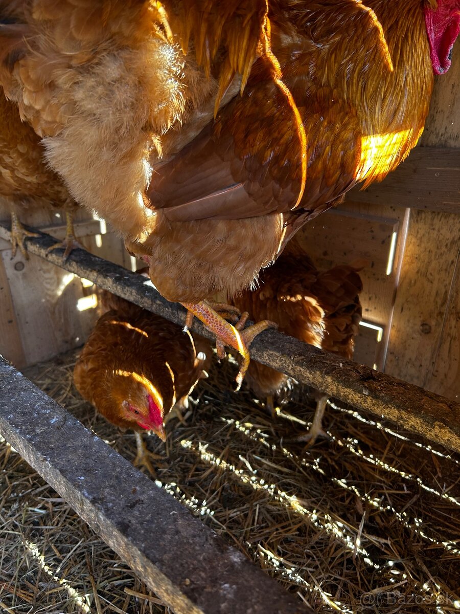 Chovný kmeň Oravka - 3