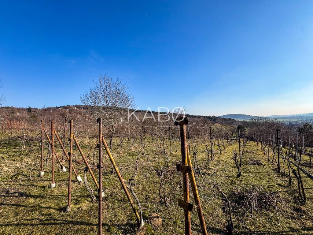 Krásna vinica pri Nitre - 895 m2 - 3