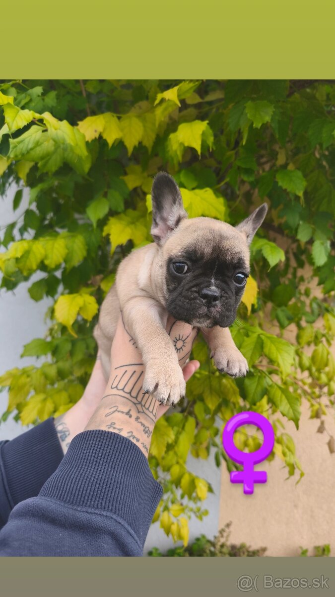 Francúzsky Buldoček - 3