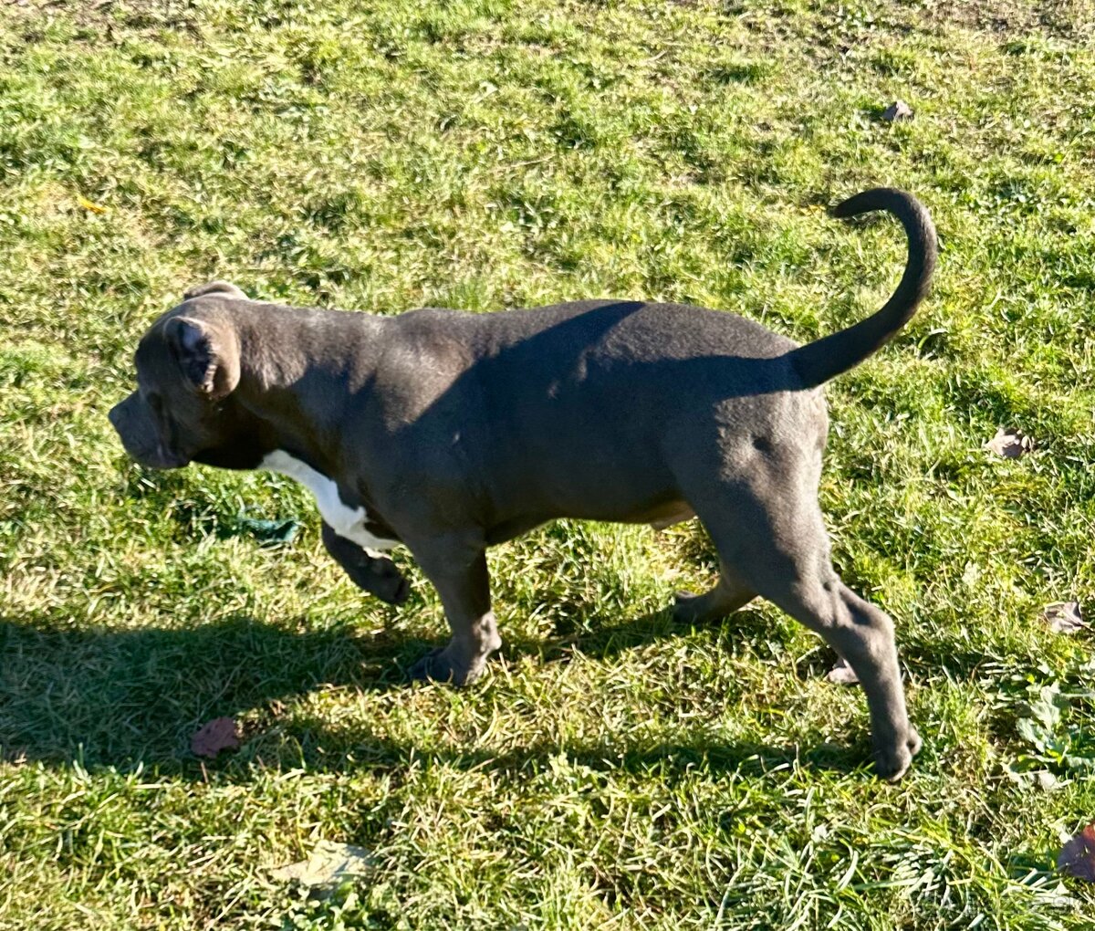 American Bully XL - 3