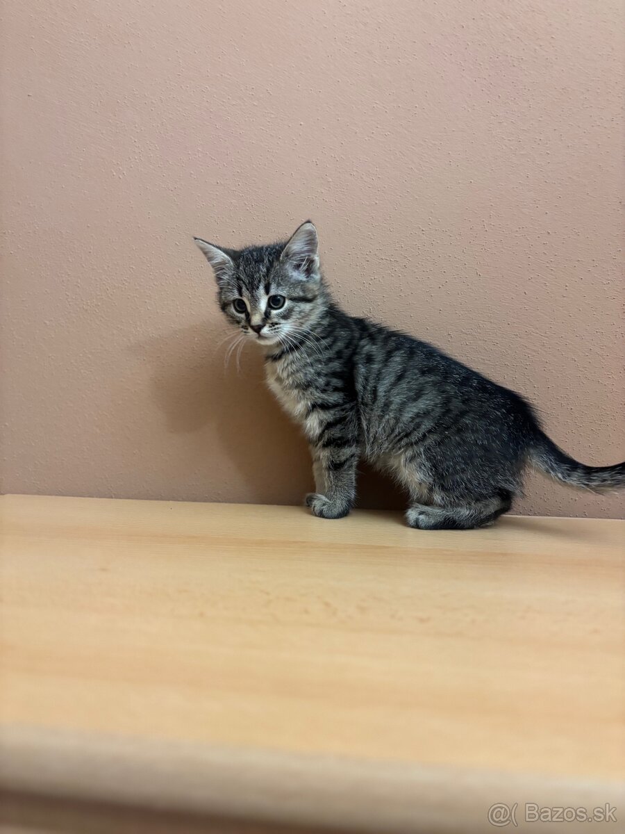 Darujem krásnu mačičku - 3