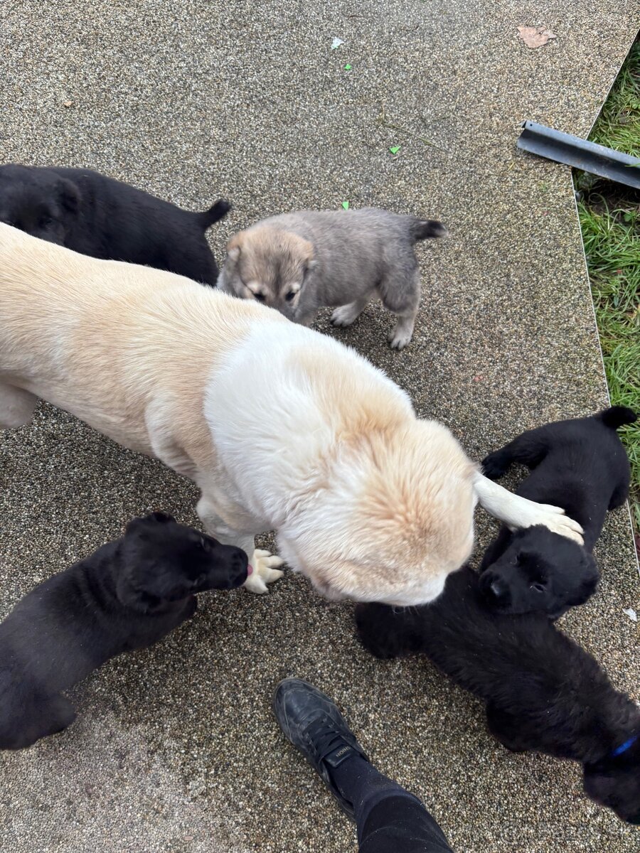 Stredoázijský ovčiak SAO s PP - 3