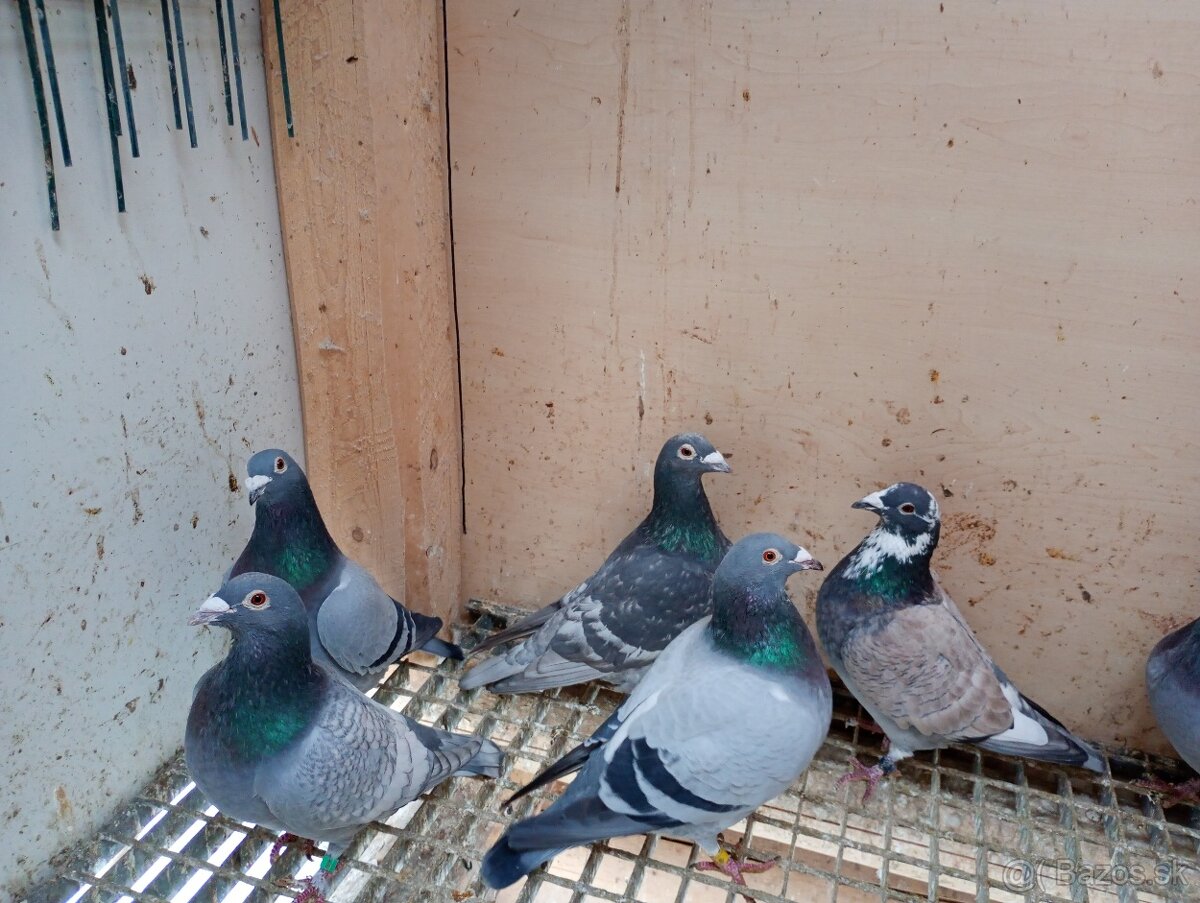 Poštové holuby - 3