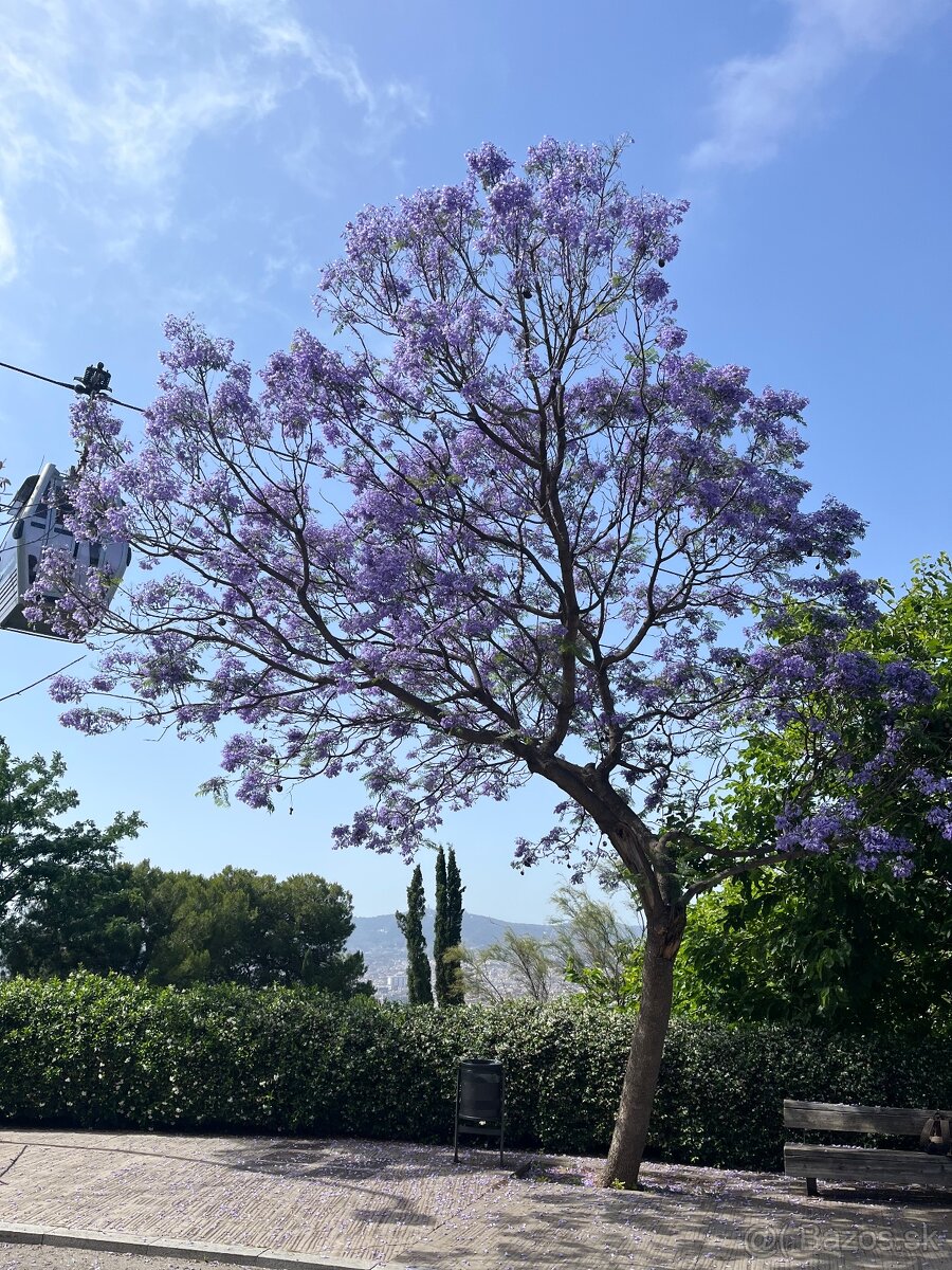 Struk/ strapec - Jacaranda mimosifolia - 3