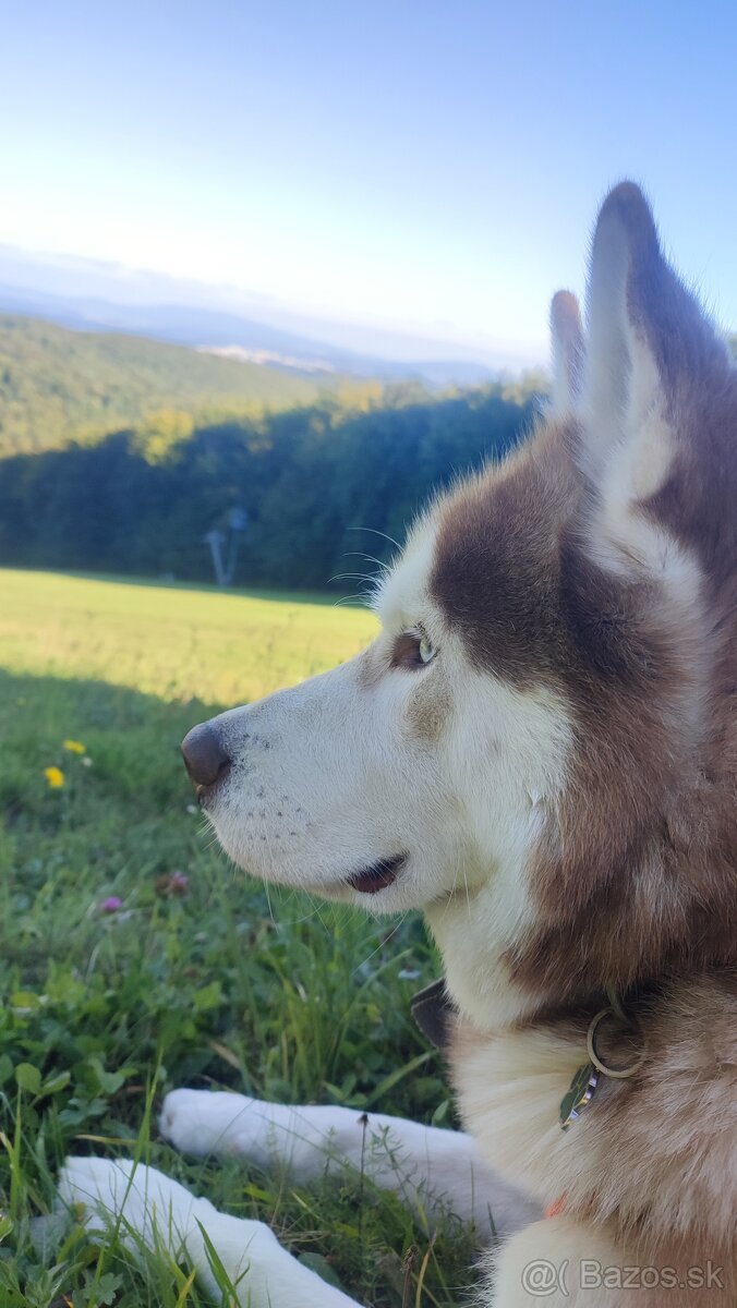 Sibírsky husky na krytie - 3