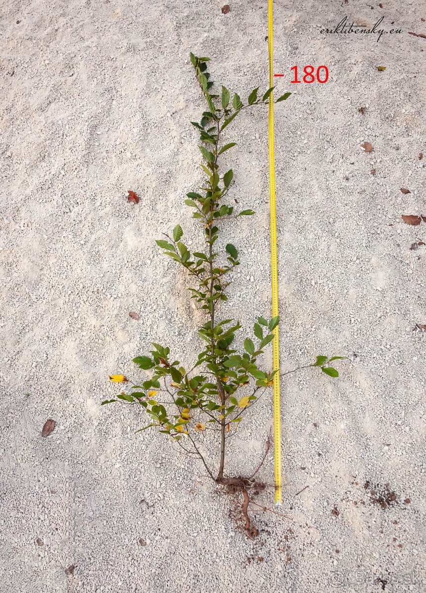 Predám Hraby, na živý plot alebo samostatnú výsadbu - 3