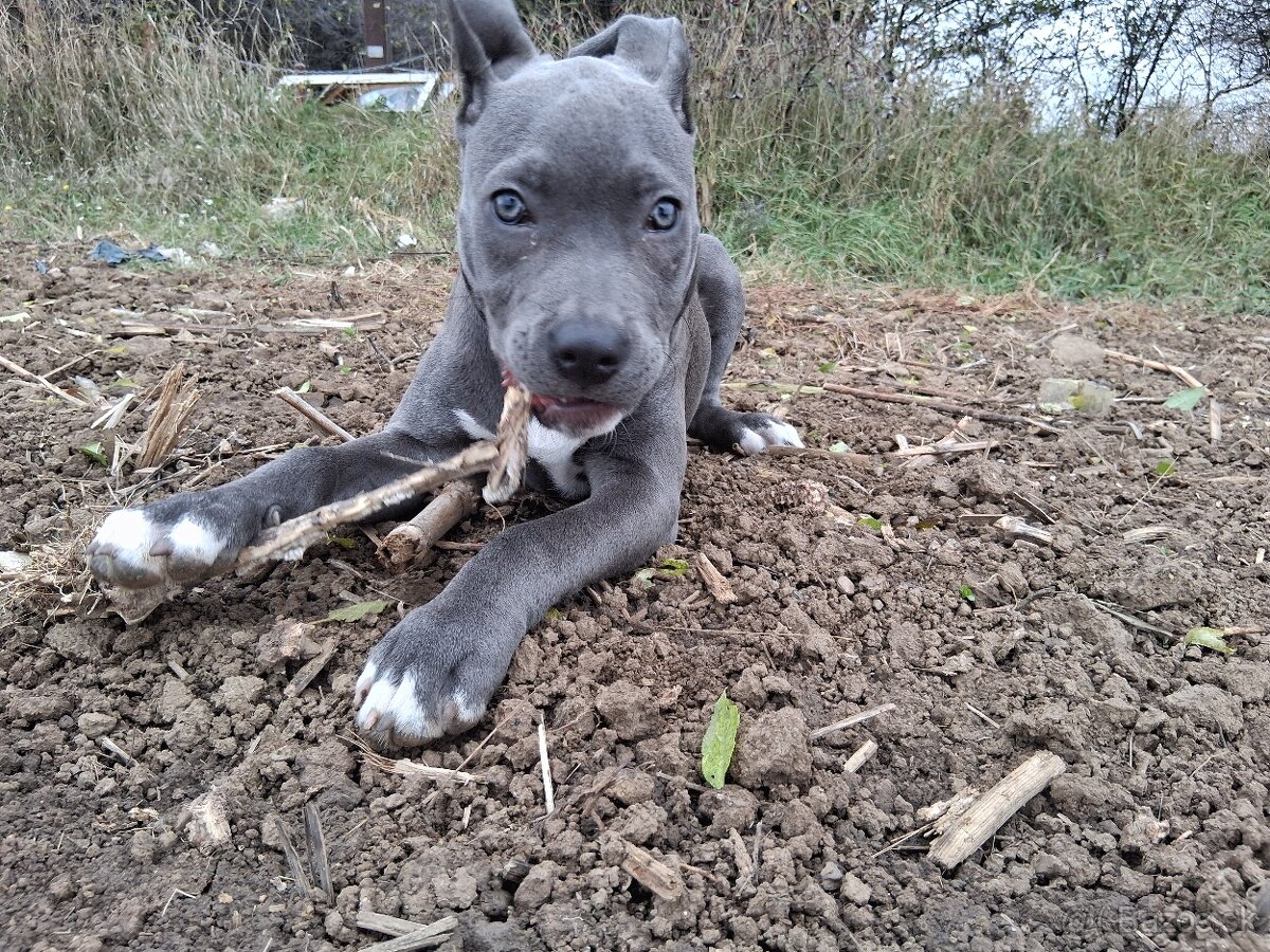 Americký staffor - 3