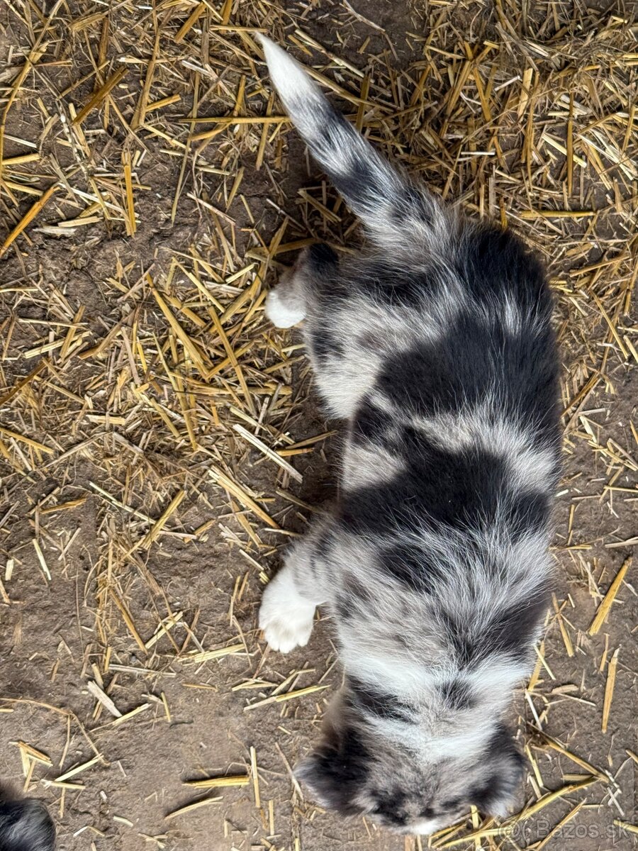 Fenka Border kolia blue merle - 3