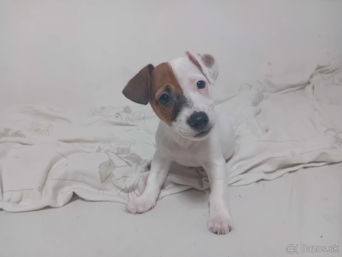 Šteniatka Jack Russell - 3