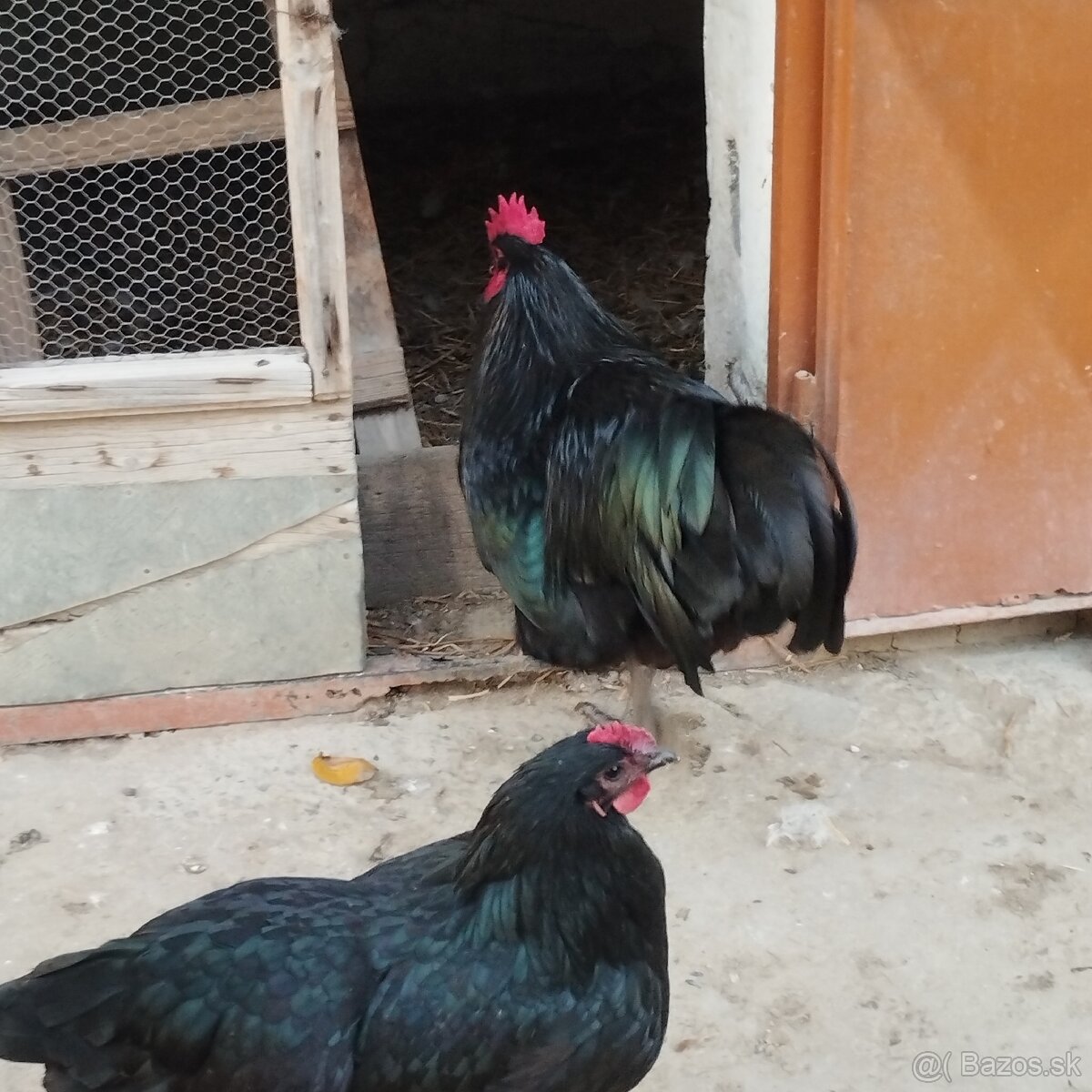 Australorpka nasadove vajíčka - 3