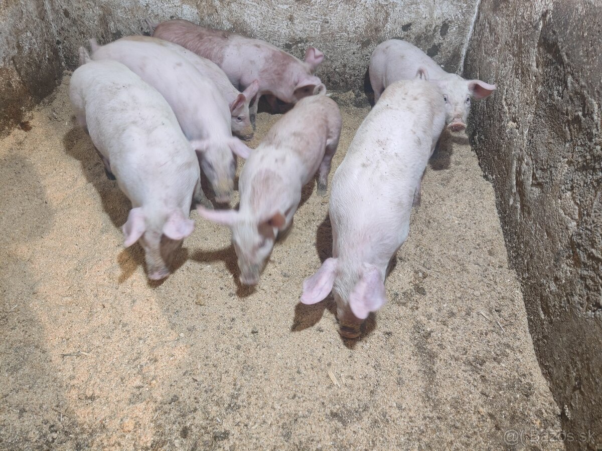 Predám odstavčatá - 3