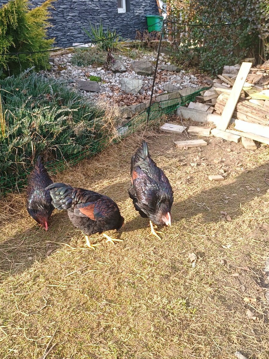 Predám kohútov - 3